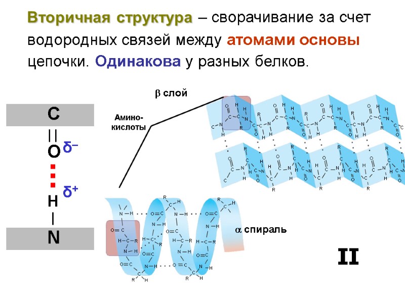 Вторичная структура – сворачивание за счет водородных связей между атомами основы цепочки. Одинакова у